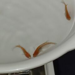メダカ　　鳥城三色　　１ペア　＋　オスの画像
