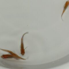 メダカ　　鳥城三色　　１ペア　＋　オスの画像