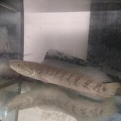 コウタイの画像