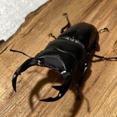オオクワガタ　ペア　取引中❗️の画像