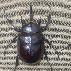 【幼虫】マルスゾウカブト　1齢幼虫　6頭の画像