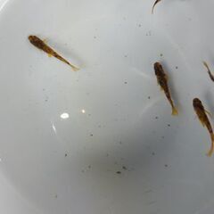 メダカ　【AWー03R】　産卵中個体の画像