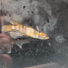 メダカの活餌セットの画像