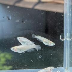 メダカの活餌セットの画像