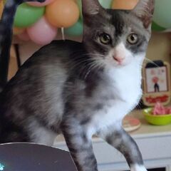 8月17日(日)三鷹で猫の譲渡会🖤🩷🩵グレーハチワレ、アン…