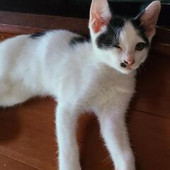 元気いっぱい保護子猫