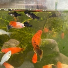 水槽と熱帯魚のセットの画像