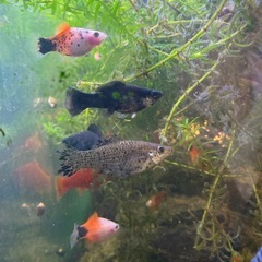 水槽と熱帯魚のセットの画像