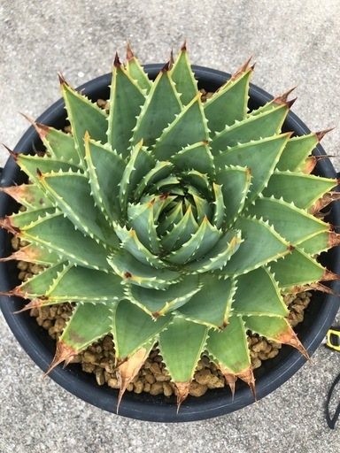 アロエ　ポリフィラ