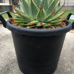 アロエ　ポリフィラの画像