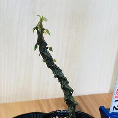 【観葉植物】セロペギア・ボッセリ（2.5号ポット）