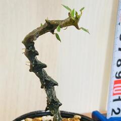 【観葉植物】セロペギア・ボッセリ（2.5号ポット）の画像