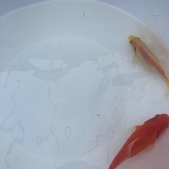 平成倭　金魚　2匹の画像