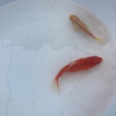 平成倭　金魚　2匹の画像