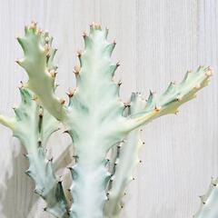 【多肉植物】ユーフォルビア・ホワイトゴースト（4号深型スリット鉢付き）の画像