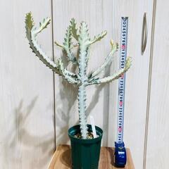 【多肉植物】ユーフォルビア・ホワイトゴースト（4号深型スリット鉢付き）の画像