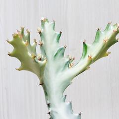 【多肉植物】ユーフォルビア・ホワイトゴースト（4号深型スリット鉢付き）の画像