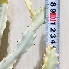 【多肉植物】ユーフォルビア・ホワイトゴースト（4号深型スリット鉢付き）の画像