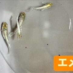 エメキン2ペア_メダカの画像