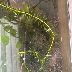 メダカ　幹之(みゆき)の稚魚