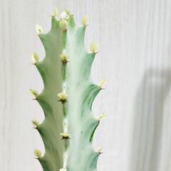 【多肉植物】ユーフォルビア・ホワイトゴースト（4号深型スリット鉢付き）の画像