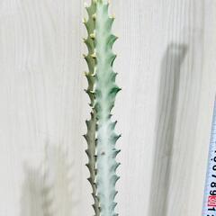 【多肉植物】ユーフォルビア・ホワイトゴースト（4号深型スリット鉢付き）の画像