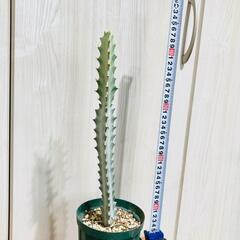 【多肉植物】ユーフォルビア・ホワイトゴースト（4号深型スリット鉢付き）の画像