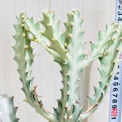 【多肉植物】ユーフォルビア・ホワイトゴースト（4号深型スリット鉢付き）の画像