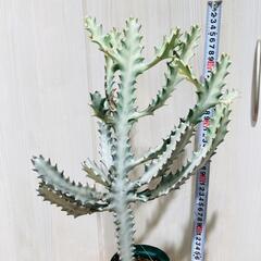 【多肉植物】ユーフォルビア・ホワイトゴースト（4号深型スリット鉢付き）の画像