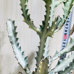 【多肉植物】ユーフォルビア・ホワイトゴースト（4号深型スリット鉢付き）の画像