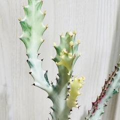 【多肉植物】ユーフォルビア・ホワイトゴースト（4号深型スリット鉢付き）の画像