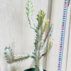 【多肉植物】ユーフォルビア・ホワイトゴースト（4号深型スリット鉢付き）の画像