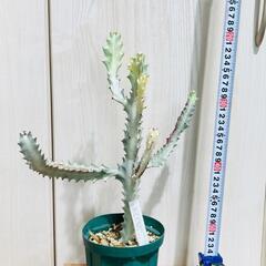 【多肉植物】ユーフォルビア・ホワイトゴースト（4号深型スリット鉢付き）
