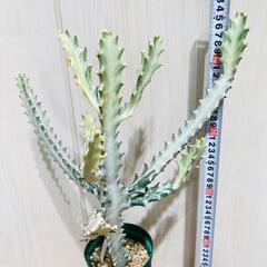 【多肉植物】ユーフォルビア・ホワイトゴースト（4号深型スリット鉢付き）の画像