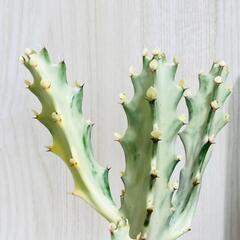 【多肉植物】ユーフォルビア・ホワイトゴースト（4号深型スリット鉢付き）の画像