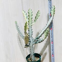【多肉植物】ユーフォルビア・ホワイトゴースト（4号深型スリット鉢付き）の画像