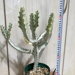 【多肉植物】ユーフォルビア・ホワイトゴースト（4号深型スリット鉢付き）の画像