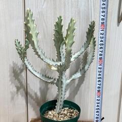 【多肉植物】ユーフォルビア・ホワイトゴースト（4号深型スリット鉢付き）