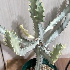 【多肉植物】ユーフォルビア・ホワイトゴースト（4号深型スリット鉢付き）の画像
