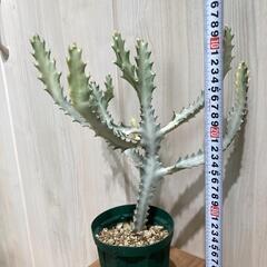 【多肉植物】ユーフォルビア・ホワイトゴースト（4号深型スリット鉢付き）の画像