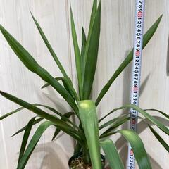 【観葉植物】ユッカ・エレファンティペス「青年の木」（4号深型スリット鉢つき）の画像