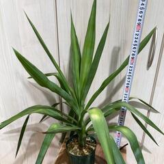 【観葉植物】ユッカ・エレファンティペス「青年の木」（4号深型スリ...
