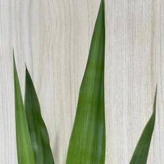 【観葉植物】ユッカ・エレファンティペス「青年の木」（4号深型スリット鉢つき）の画像