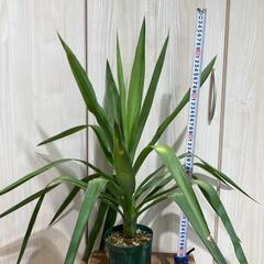 【観葉植物】ユッカ・エレファンティペス「青年の木」（4号深型スリット鉢つき）の画像