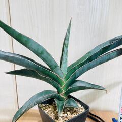 【観葉植物】サンスベリア　ロブスタ・ブルー（3号鉢付き）