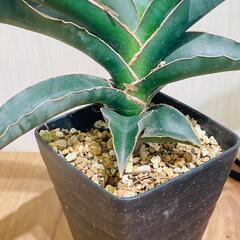 【観葉植物】サンスベリア　ロブスタ・ブルー（3号鉢付き）の画像