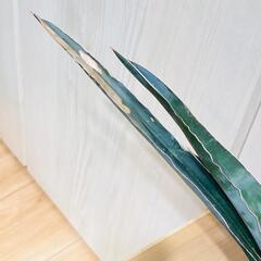 【観葉植物】サンスベリア　ロブスタ・ブルー（3号鉢付き）の画像