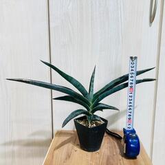 【観葉植物】サンスベリア　ロブスタ・ブルー（3号鉢付き）の画像