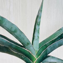 【観葉植物】サンスベリア　ロブスタ・ブルー（3号鉢付き）の画像