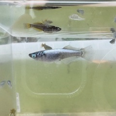 橙1ペア_メダカの画像